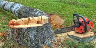 West Long Branch, NJ Tree Removal Company
