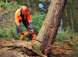 Best Lawn Disease Treatment  in West Long Branch, NJ
