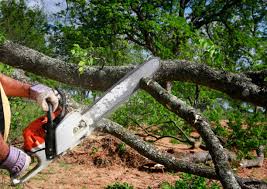 Best Tree Risk Assessment  in West Long Branch, NJ