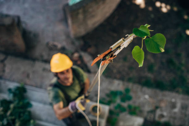 Best Tree Trimming and Pruning  in West Long Branch, NJ