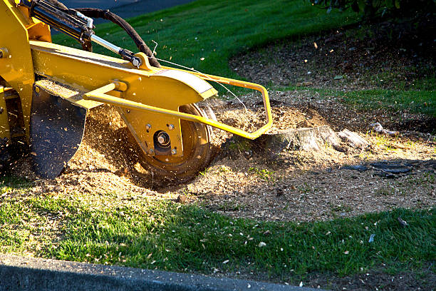 Best Tree Disease Treatment  in West Long Branch, NJ