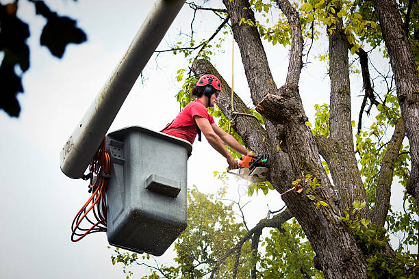 Best Tree Cabling and Bracing  in West Long Branch, NJ