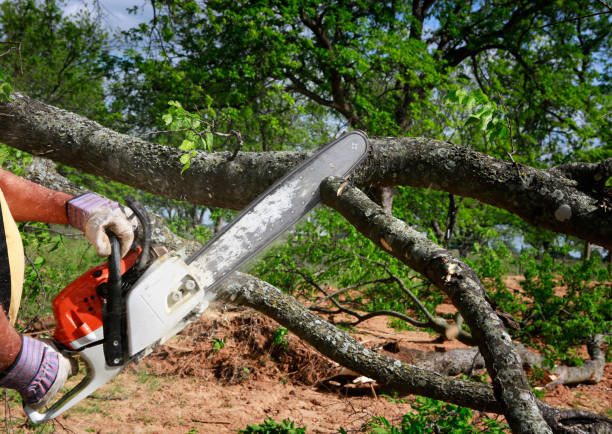 Best Tree Maintenance Programs  in West Long Branch, NJ