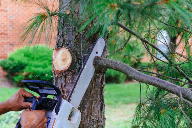 Best Leaf Removal  in West Long Branch, NJ
